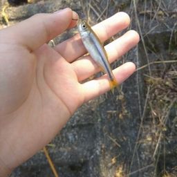カワムツ