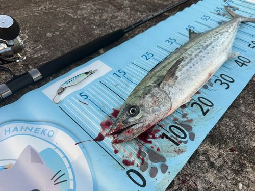 サゴシの釣果
