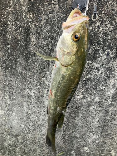 スズキの釣果・釣り情報まとめ【2025年最新】 - アングラーズ