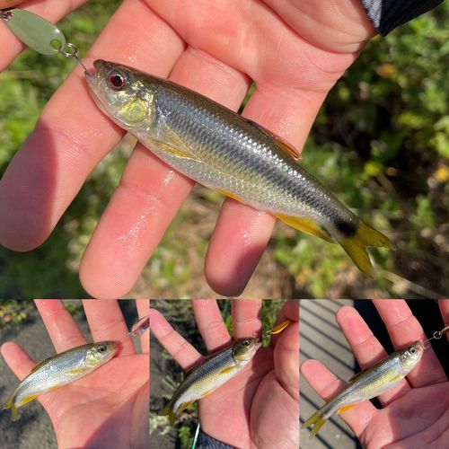 カワムツの釣果