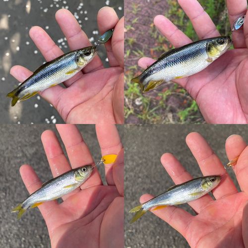 カワムツの釣果