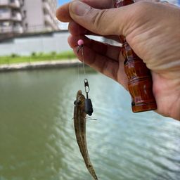 マハゼ