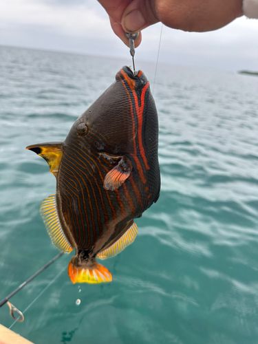 アカミーバイの釣果