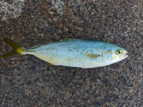 コゾクラの釣果