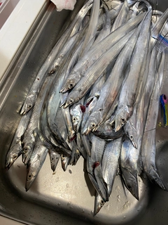 タチウオの釣果
