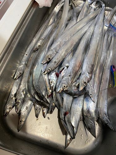 タチウオの釣果