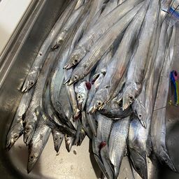 タチウオ