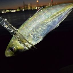 アジ