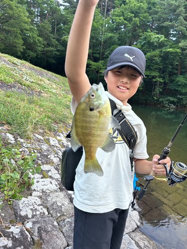 ブルーギルの釣果