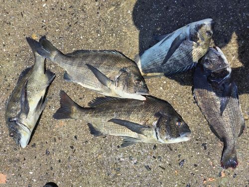 チヌの釣果