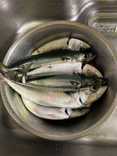 サバの釣果