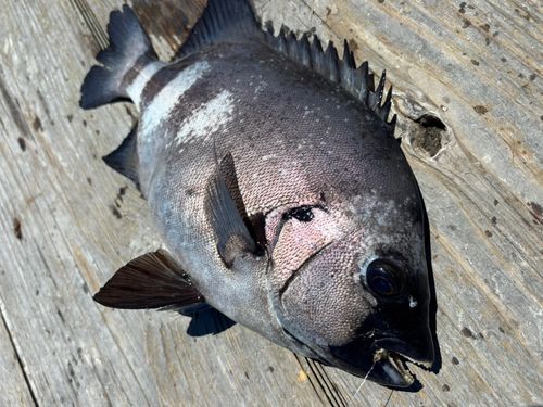 イシダイの釣果