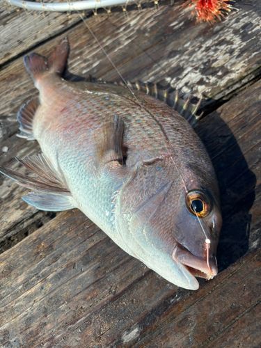 タイの釣果