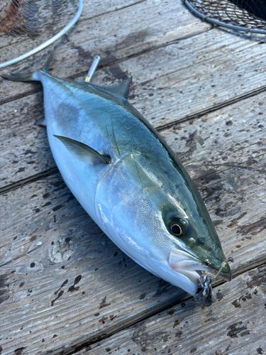 メジロの釣果