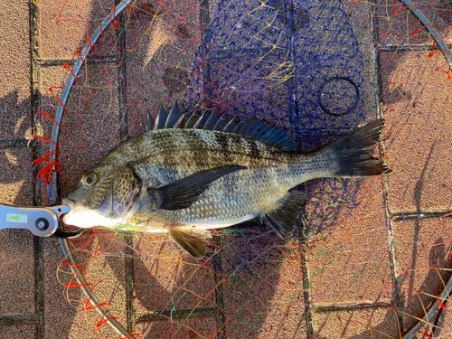 クロダイの釣果