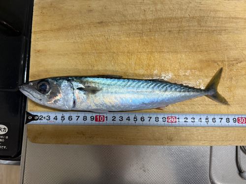 サバの釣果