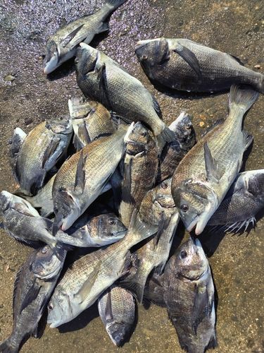 チヌの釣果