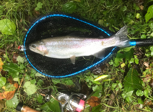 ニジマスの釣果