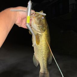 ラージマウスバス