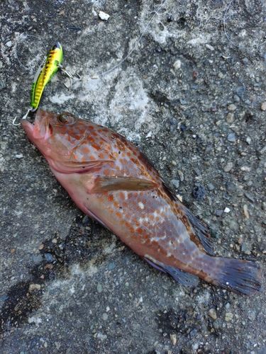 アズキハタの釣果