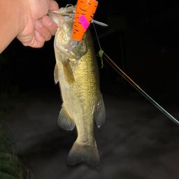 ラージマウスバス