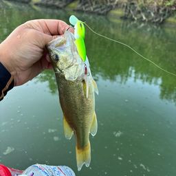 ラージマウスバス