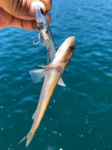 エソの釣果
