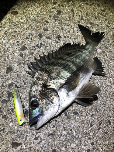 チヌの釣果