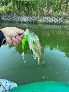 ラージマウスバスの釣果
