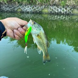 ラージマウスバス