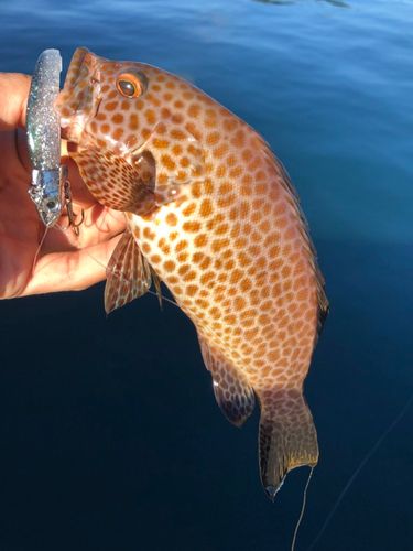 オオモンハタの釣果