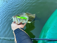 ラージマウスバスの釣果