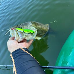 ラージマウスバス