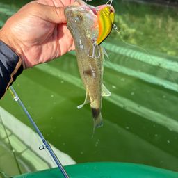 ラージマウスバス