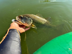 ラージマウスバスの釣果