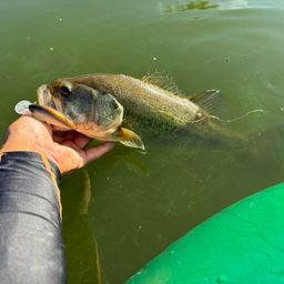 ラージマウスバス