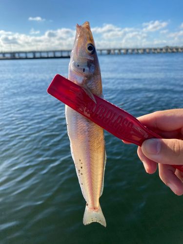 シロギスの釣果