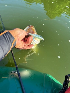 ラージマウスバスの釣果