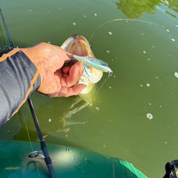 ラージマウスバス