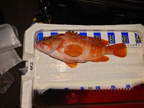 アカハタの釣果