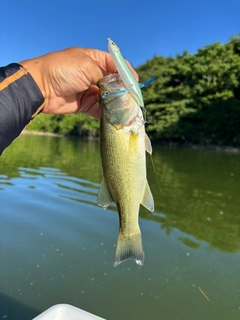ラージマウスバスの釣果