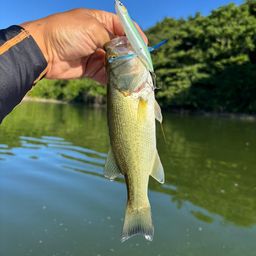 ラージマウスバス