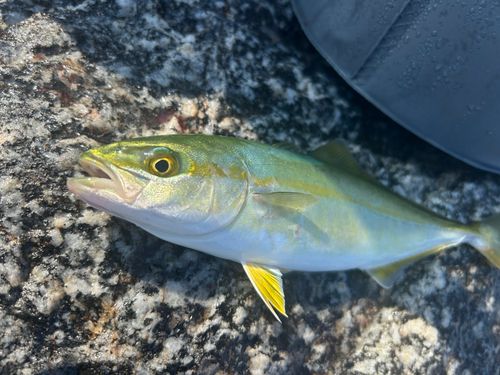 ワカシの釣果