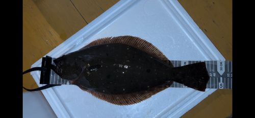 ヒラメの釣果