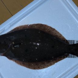 ヒラメ