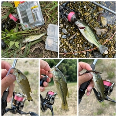 ブラックバスの釣果