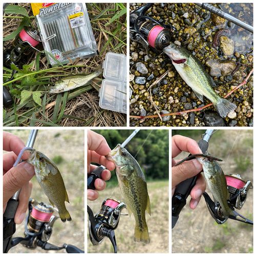 ブラックバスの釣果