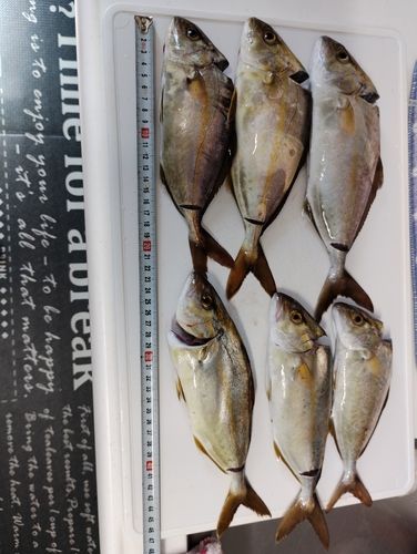 ショゴの釣果