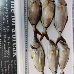 ショゴ