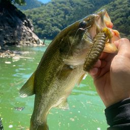 ブラックバス
